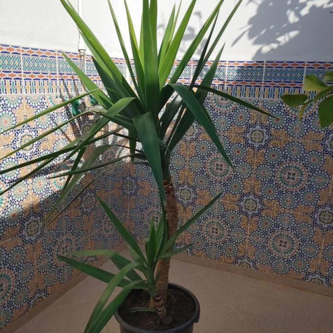 Dar Amane - Charmante Maison Marocaine Marrakesh Eksteriør bilde